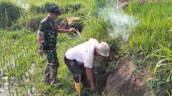 Babinsa Dan Warga Desa Ngampon Buru Hama Tikus