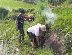Babinsa Dan Warga Desa Ngampon Buru Hama Tikus
