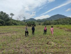 Bintara penggerak laksanakan Pengecekan Progres Penanaman Jagung milik kelompok Tani Nek Tune Desa Parigi