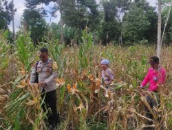 Progres Panen Jagung di Pahauman Terkendala Serangan Hama