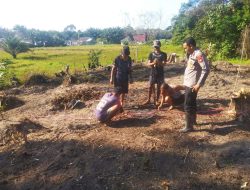 Kapolsek Sebangki Turun Langsung ke Sawah, Dukung Ketahanan Pangan Lewat Penanaman Jagung Tahap 2 di Desa Sebangki