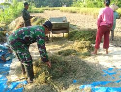 Hasil Panen Petani Klego Bagus Karena Bulir Padi Tak Roboh