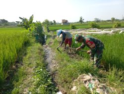 Gulma Menjadi Kendala Petani Yang Harus Disingkirkan