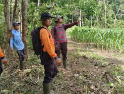 Kapolsek Meranti Cek Pertumbuhan Tanaman Jagung Lahan Percontohan