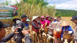 Pamatwil Polda Kalbar hadiri Panen Raya Jagung Tahap II Polres Landak di Mempawah Hulu