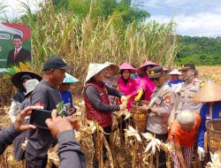 Pamatwil Polda Kalbar hadiri Panen Raya Jagung Tahap II Polres Landak di Mempawah Hulu