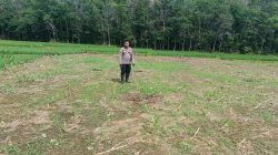 Bintara Penggerak Ketahanan Pangan Polsubsektor Sompak Pantau Progres Pertumbuhan Jagung