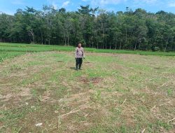 Bintara Penggerak Ketahanan Pangan Polsubsektor Sompak Pantau Progres Pertumbuhan Jagung
