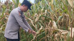 Bintara Pengerak Ketahanan Pangan Desa Ringo Lojol Cek Dan Kontrol Tanaman Jagung