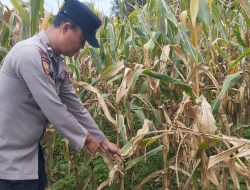 Bintara Pengerak Ketahanan Pangan Desa Ringo Lojol Cek Dan Kontrol Tanaman Jagung