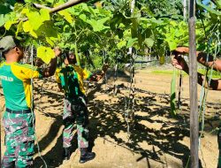 Sinergi TNI-Warga, Kebun Sayur Satgas Yonarmed 11 Kostrad Tumbuhkan Harapan di Perbatasan
