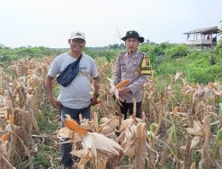 Kapolsek Talang Kelapa Tegaskan Pentingnya Pemantauan Secara Berkala Tanaman Jagung