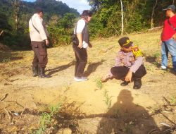 Kapolsek Sebangki Bersama Tim Lakukan Pengecekan Progres Tanaman Jagung di Lahan Demplot Rajawali