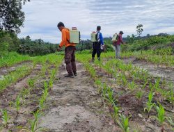Polsek Ngabang Lakukan Penyemprotan Hama Di Kebun Jagung Presisi Polres Landak Rajawali Untuk Tumbuh Kembang Tanaman