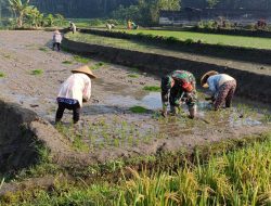 Genjot Produktivitas Padi, Babinsa Desa Tulungrejo Dampingi Petani Tanam Padi
