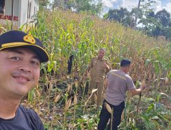 Kapolsek Sengah Temila Tinjau Lahan Jagung Poktan Ayo Maju di Senakin: Wujud Dukungan Polri Terhadap Ketahanan Pangan