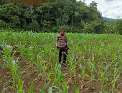 Penggerak Desa Sabaka Cek Progres Penanaman Jagung