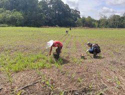 Kapolsek Meranti Turun Langsung Cek Progres Lahan Percontohan Tanaman Jagung