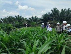 Kapolsek Betung Pimpin Pengecekan Lahan Jagung Kerjasama Polri, Kementrian dan Perusahaan