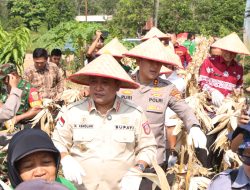 Bupati Banyuasin Heran, Panen Jagung Polres Banyuasin Subur dan Besar Semua