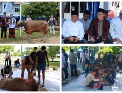 Danlantamal XIV Serahkan 4 Sapi Kurban untuk Idul Adha 1446 H