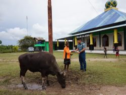 Koarmada III Bagikan Hewan Kurban untuk Warga Papua, Wujud Kepedulian TNI AL pada Idul Adha 1446 H