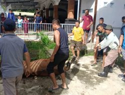 Yonmarhanlan XIV Tebar Kepedulian Lewat Kurban dan Salat Idul Adha di Sorong