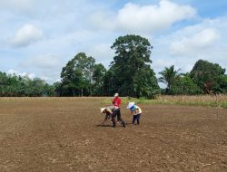 Dukung Ketahanan Pangan, Bintara Penggerak Tanam Jagung Bersama Poktan