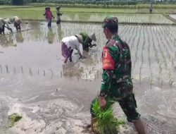 Fokus Tingkatkan Produktivitas, Babinsa Dampingi Petani Di Desa Sumbersari