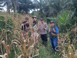 Panen Jagung Hibrida R1 Nusantara Bersama Bintara Penggerak Desa Kayu Ara