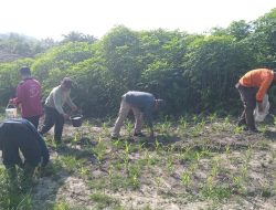 Personil Polsek Ngabang Lakukan Pemupukan Urea Di Lahan Jagung PRESISI Polres Landak RAJAWALI