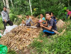 Panen Jagung Perdana di Dusun Bejambu Sairi: Hasilkan 8 Ton Jagung dari Lahan 3 Hektare
