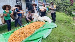 Panen Jagung Bersama KWT Nek Ance di Desa Andeng, Dukung Ketahanan Pangan Meski Hasil Belum Maksimal