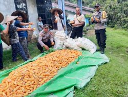 Panen Jagung Bersama KWT Nek Ance di Desa Andeng, Dukung Ketahanan Pangan Meski Hasil Belum Maksimal