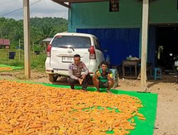 Bintara Penggerak Ketahanan Pangan Cek Hasil Panen Jagung di Desa Bilayuk