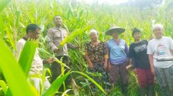 Panen Jagung “Baby Corn” Bersama Kelompok Tani Ayo Maju di Dusun Saboro, Desa Rabak