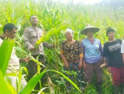 Panen Jagung “Baby Corn” Bersama Kelompok Tani Ayo Maju di Dusun Saboro, Desa Rabak