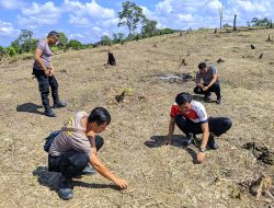 Pengecekan Pertumbuhan Tanaman Jagung Lahan Percontohan Polsek Menyuke