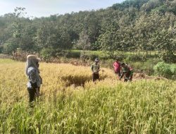 Prediksi Hasil Panen Babinsa Kalinanas Dan PPL Lakukan Pengubinan