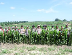 Tanaman Jagung Tumbuh Subur, Kapolres Landak Optimis Mampu Hasilkan hingga 7 Ton Jagung per Hektare