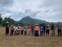 Wujudkan Ketahan Pangan, Polsek Mempawah Hulu Tanam Jagung Area Dem­­plot