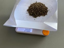 Penemuan Bibit Ganja di PLBN Skow, Satgas Yonif 131/Brajasakti dan Tim Gabungan Tindak Cepat