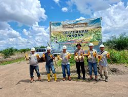 Gugus Tugas Ketapang Polres Banyuasin Sukses Panen Jagung di Lahan PT Agrindo Raya