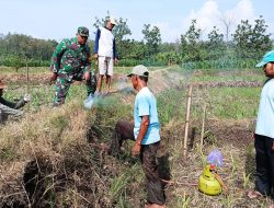 Babinsa Wonosegoro Bersinergi Basmi Hama Tikus Di Desa Lemah Ireng