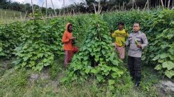 Sinergi Polri dan Warga, Bintara Penggerak Desa Kerohok Tinjau Program Ketahanan Pangan di Kecamatan Mandor