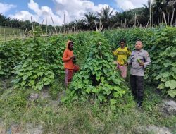 Sinergi Polri dan Warga, Bintara Penggerak Desa Kerohok Tinjau Program Ketahanan Pangan di Kecamatan Mandor