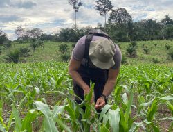 Kapolsek Cek Perkembangan Tanaman Jagung di Lahan Demplot Polsek Meranti dalam Rangka Mendukung Swasembada Pangan Tahun 2025
