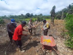 Panen Jagung di Kecamatan Bonti: Bukti Nyata Komitmen Mendukung Ketahanan Pangan Nasional