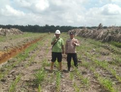 Personil Polsek Pulau Rimau Cek Penanaman Jagung di Lahan PT CVA