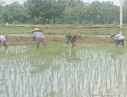 Babinsa Jatitengah Dampingi Petani Tanam Padi Inpari 32, Dukung Ketahanan Pangan Nasional